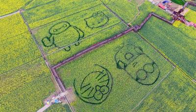 大白遇上小黃人 油菜花田中“長”出卡通人物