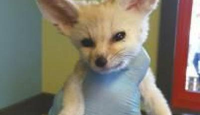 《瘋狂動(dòng)物城》引燃寵物狐貍網(wǎng)售 耳廓狐兩只3萬(wàn)