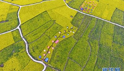 大美中國(guó)：鳥瞰創(chuàng)意油菜花田