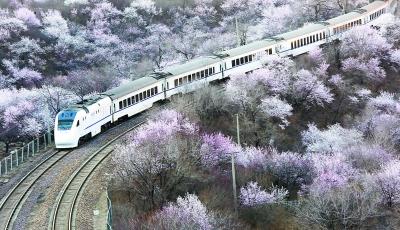 居庸關花海暫時封閉 發燒友曾為拍照逼停列車