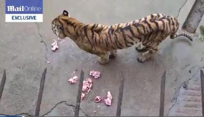 廣西動物園被指將老虎餓死 制虎骨酒營利(圖)
