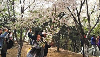 北京玉淵潭內攀折花木 兩游客吃罰單