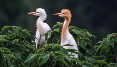 八達(dá)嶺野生動(dòng)物園恢復(fù)自駕 東北虎園仍未開(kāi)放
