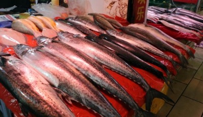 鲅魚價(jià)格開始小幅下跌 “五一”后將跌幅明顯