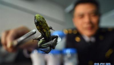 北京截獲10只箭毒蛙 1克毒素可殺死1.5萬人(圖)