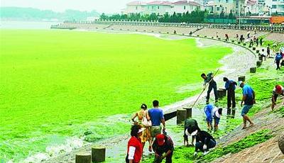 科技部將滸苔防治技術研究列為國家重大戰略任務