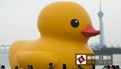   萌萌噠！巨型大黃鴨“游進”澳門