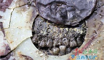 海昏侯墓再現(xiàn)大批金器 金縷琉璃席葬俗全國首見