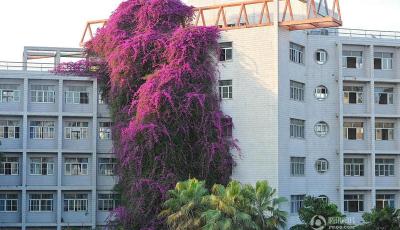 密集恐懼慎入：廣西一高校現巨型三角梅鮮花瀑布