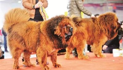 藏獒神話破滅:曾被炒到數萬1只 如今白送沒人要