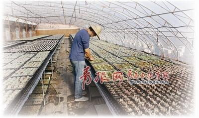 青岛“网红”多肉植物：渐成产业 远销江浙沪