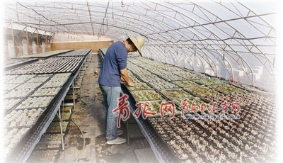 青島“網(wǎng)紅”多肉植物：漸成產(chǎn)業(yè) 遠銷江浙滬