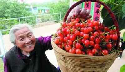 55萬人次櫻紅時聚北宅 青島農家宴收入首超千萬