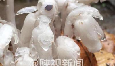 陜西現"死亡之花"水晶蘭 如"豌豆射手"(圖)