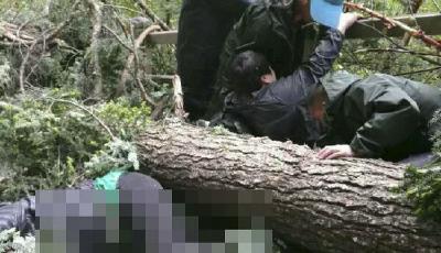 九寨溝景區(qū)大樹被強風刮倒 游客2死15傷(圖)