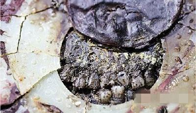 海昏侯長相將還原 死因或為香瓜子被下毒