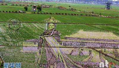 沈陽現巨幅“3D稻田畫” 羋月圖案霸氣搶鏡