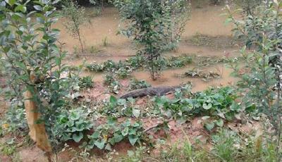 蕪湖92條揚子鱷因大雨部分逃逸 目前只抓到5條