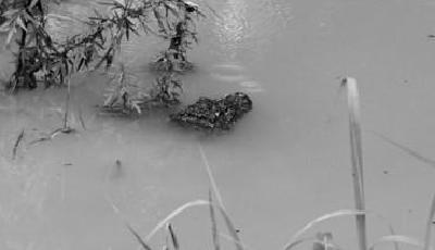 安徽92條揚子鱷趁洪水“越獄” 目前只抓到8條