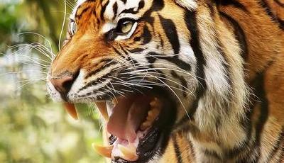 兩名女游客八達嶺野生動物園遭老虎襲擊 1死1傷