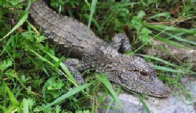 安徽鱷魚“越獄”：1條已被煮食 其余91條找回