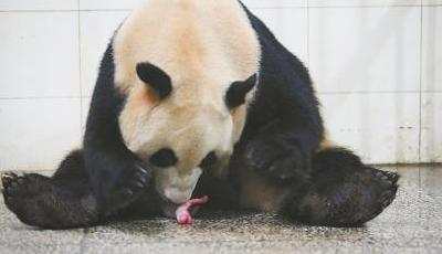 今年四川九對熊貓雙胞胎降生 8月迎熊貓生育潮
