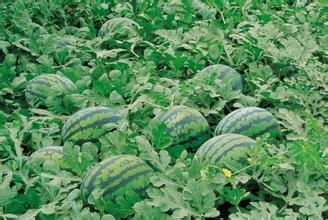 西瓜去年7毛今年7分如“過山車” 瓜農(nóng)欲哭無淚