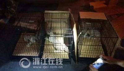 商務(wù)車裝三只小白虎司機謊稱是貓 全球僅200多只