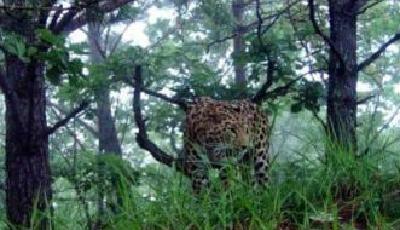 黑龍江拍到新東北豹活動圖像 系極度瀕危動物