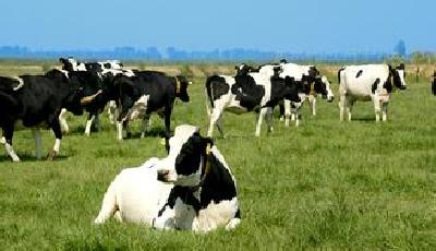 乳企打價格戰(zhàn)迎中秋 部分牛奶重回“一元時代”