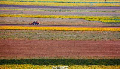 山西黃河灘涂地豐收 “七彩畫廊”綿延百里