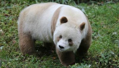 全球現存唯一棕色大熊貓：每天吃40公斤竹子