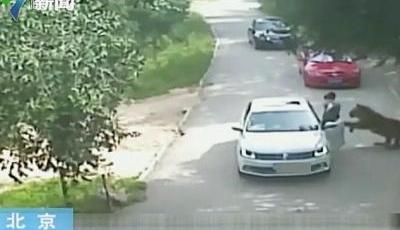 北京遭虎咬女子首發聲：因暈車下車并非吵架