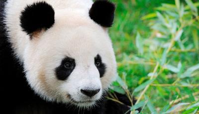 南昌一男子跳入熊貓館和熊貓扭打 分分鐘被按倒