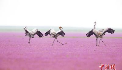 鄱陽湖蓼子花海盛開 越冬候鳥花中起舞美如畫