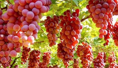 60多家電商進駐大澤山 葡萄“網銷”已成規模