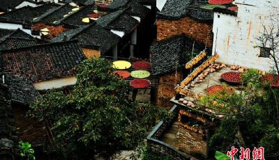 江西婺源千畝花海盛開 采菊東籬下悠然曬秋菊