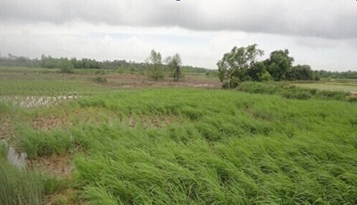 袁隆平種“海水稻”：可改造的鹽堿地達十幾億畝