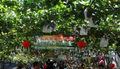 “食在平度”火了大澤山  葡萄節(jié)同比增收5000萬