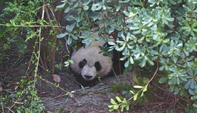 "海歸"大熊貓能聽懂四川話了！還愛上了窩窩頭
