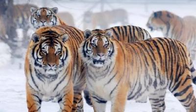 畫風突變！哈爾濱的東北虎胖得不像樣兒了