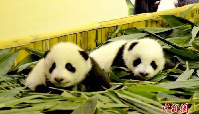 廣州成功繁育大熊貓雙胞胎