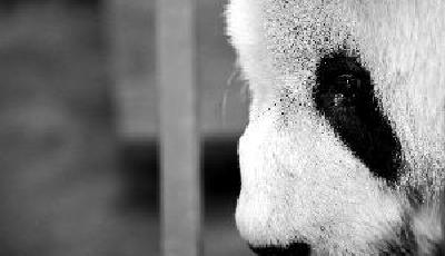 熊貓“盼盼”離世 近四分之一圈養(yǎng)大熊貓系其后代 