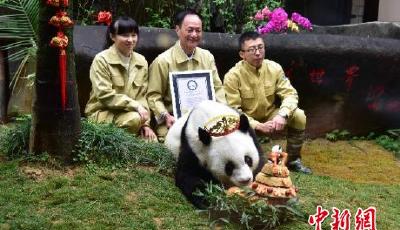 大熊貓“巴斯”創“最長壽紀錄” 全球“粉絲”示愛