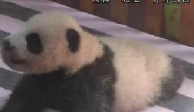 旅滬熊貓母女死亡 涉事動物園被曝養死多只熊貓