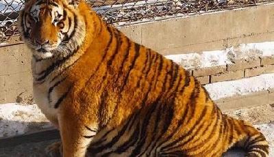 東北虎胖成“氣球” 網友：這就是過年后的你！