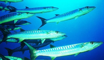 青島海鮮價格元宵節(jié)后跳水 開春梭魚近期上市