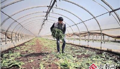 云南千噸蔬菜價低爛地:大棚里1角賣不出菜場賣6元