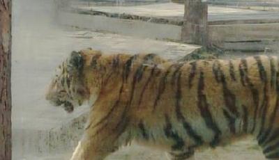 河南一動物園虎園玻璃現裂痕 園方以布遮蓋