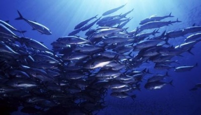 海大海洋食品示范工程技術(shù)中心獲批立項